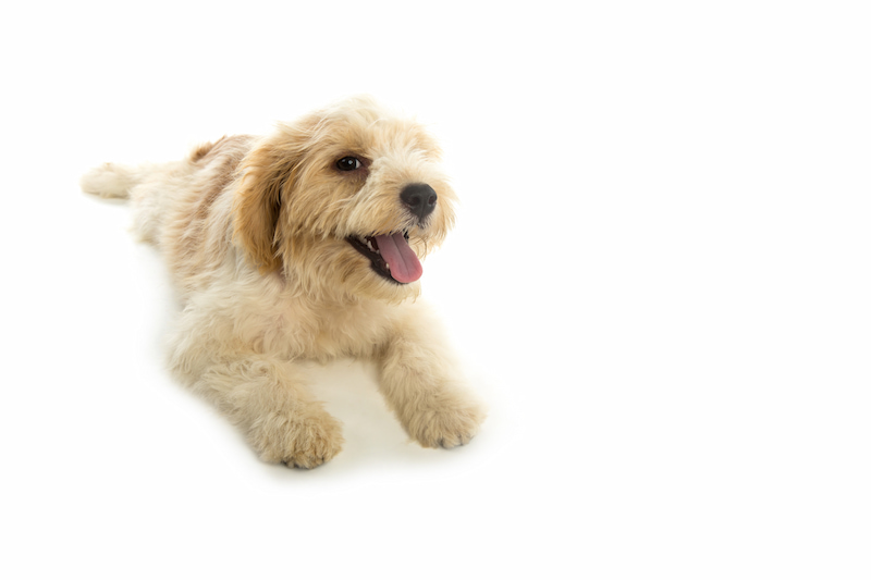 What Every Expat Pet Parent Should Know