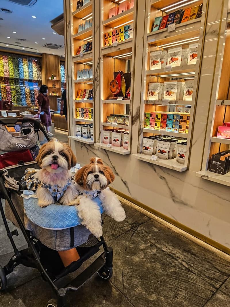 petcafe jakarta