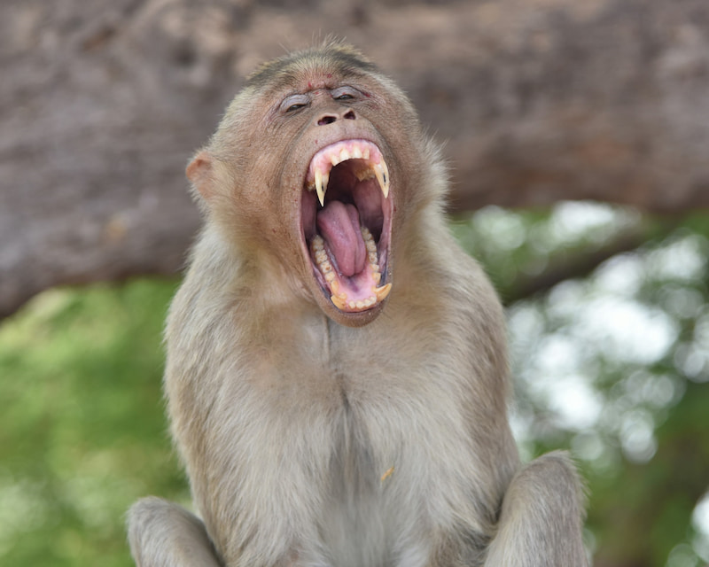 Wild Monkey Captured After Attacking 18 Residents in Riau