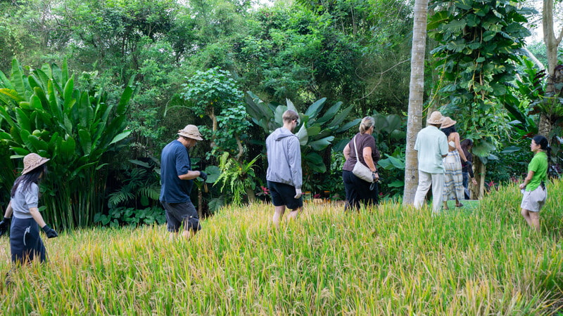 Going to the rice fields