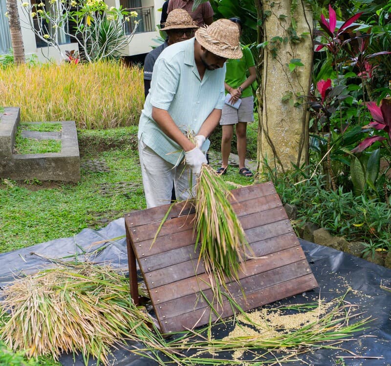Traditional rice harvesting process