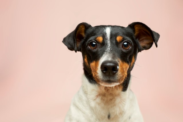 Summer, Heat, Water, and Bowls: The Everyday Risks Dog Parents Often Miss