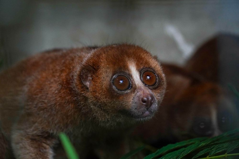 Bangka Slow Loris Rediscovered on Bangka Island Despite Being Near Extinction