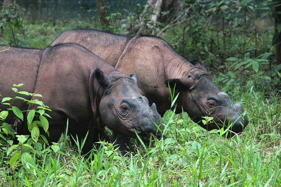 Two Female Sumatran Rhinos Confirmed Pregnant, Hints New Hope Amid Extinction Threat