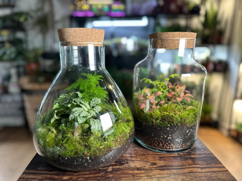 Terrariums
