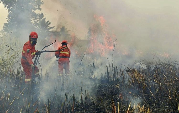 Indonesian Government Urged to Declare Forest and Land Fires a ‘National Disaster’